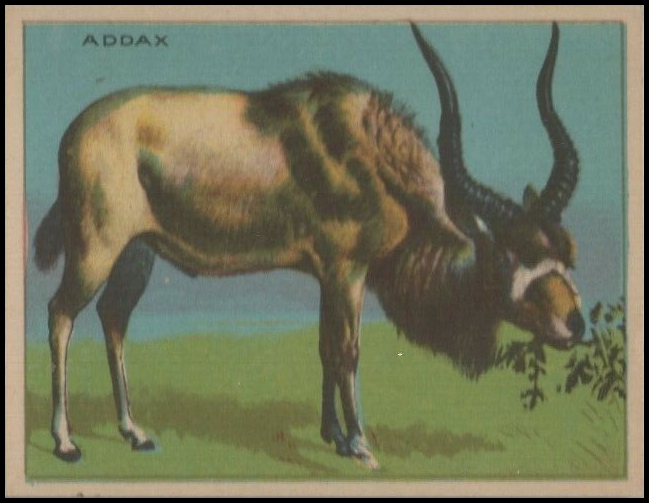 35 Addax